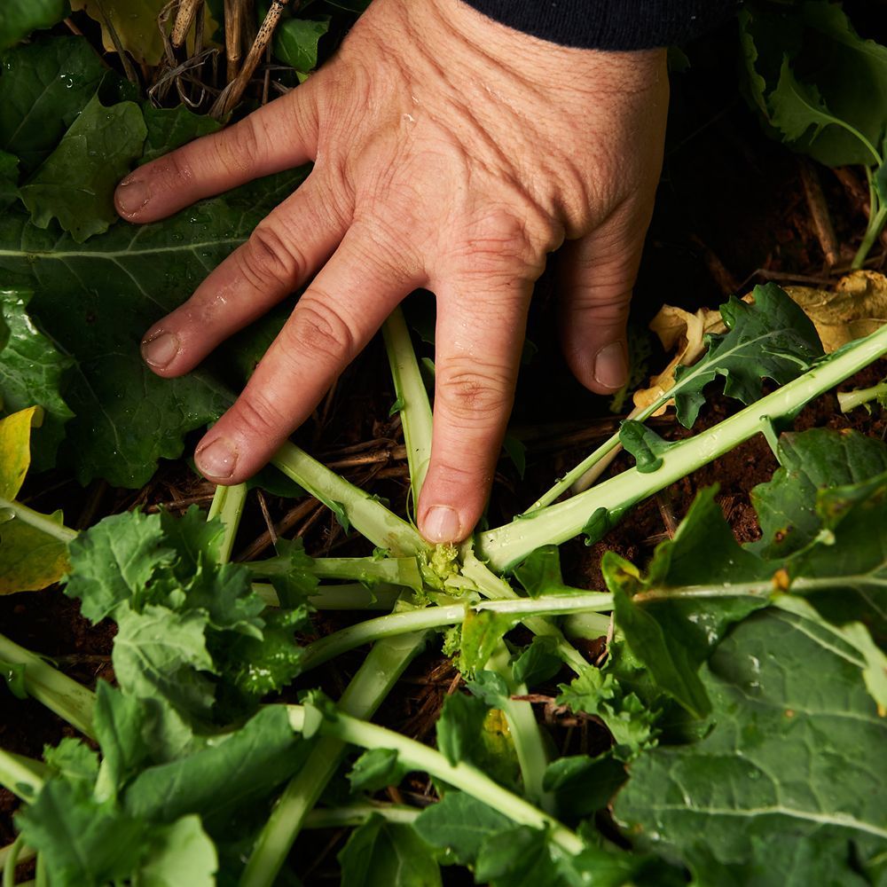 Hand touching green leafy vines or ground cover in a garden close-up