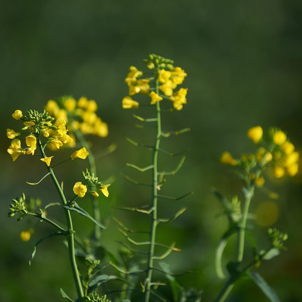 Yellow wildflowers against a soft green blurred background