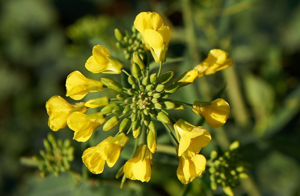Yellow wildflower cluster with small blossoms against a blurred green background