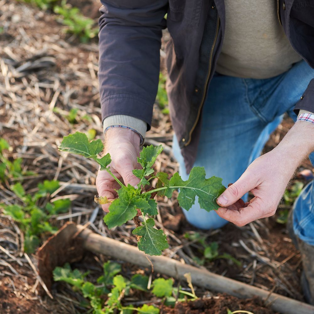 Hands planting a small green seedling in soil outdoors, with gardening tools and leaf litter nearby
