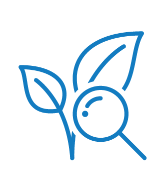 Blue line icon of a magnifying glass examining leaves on a plant