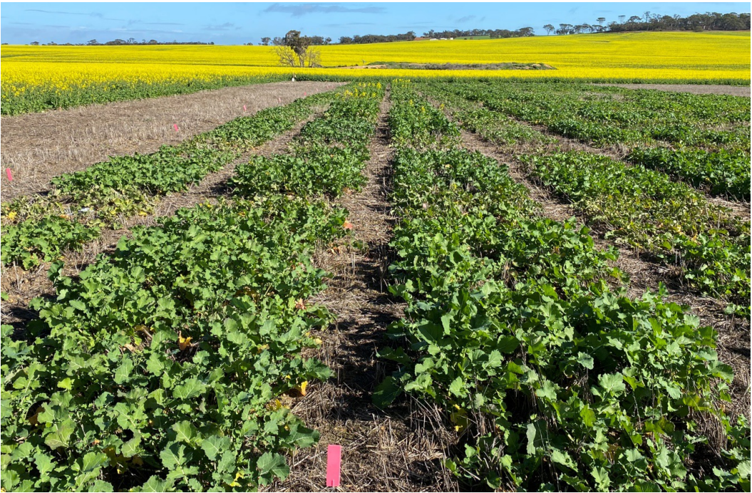 Rows of green crops in a field with yellow flowering fields in the background