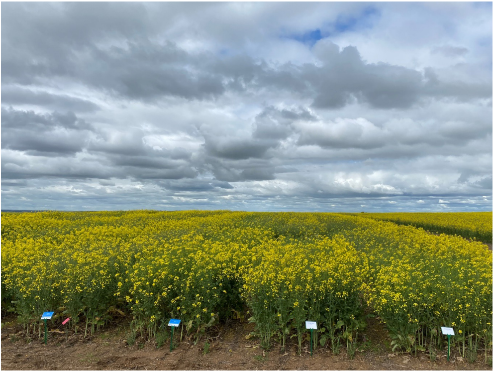 Yellow flowering field under a cloudy sky