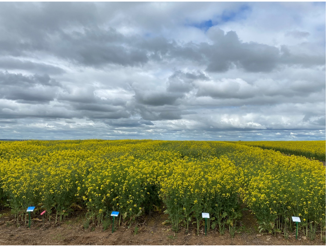 Yellow wildflower field under a cloudy sky, with small signs along the foreground edge