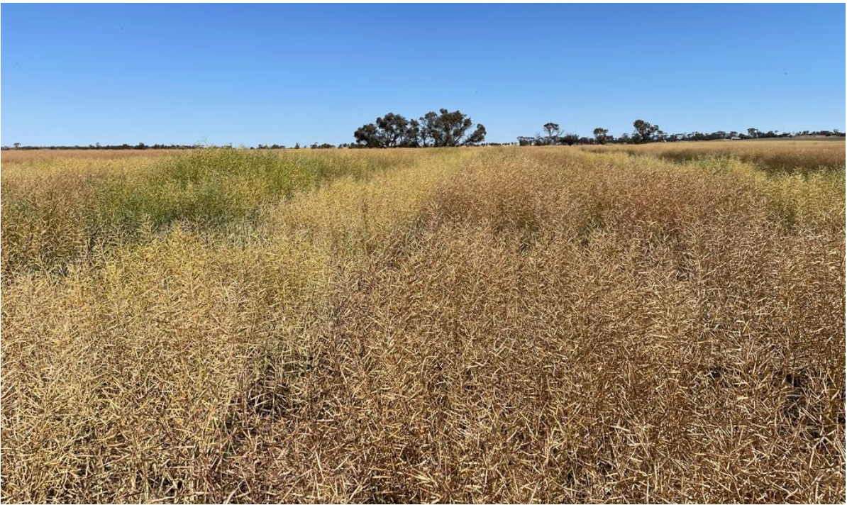 Dry grassy field under a clear blue sky, with distant trees on the horizon.