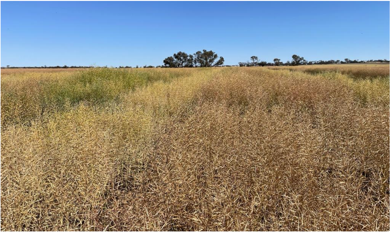 Dry grassy field under a clear blue sky with a line of trees in the distance