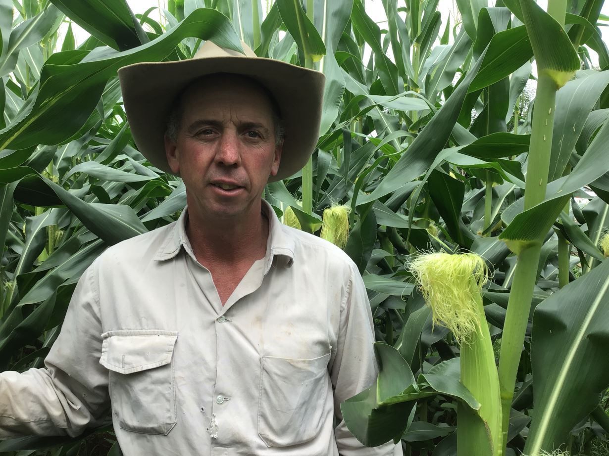 Farmer in a cowboy hat standing in a cornfield with tall green corn plants