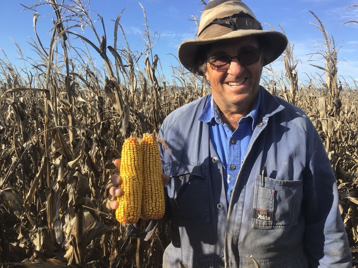 Man holding a yellow corn cob in a dry cornfield, smiling and wearing a hat and blue shirt