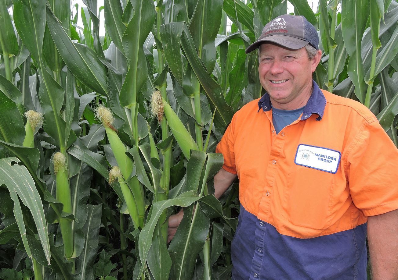 Man in orange work shirt and cap standing in a cornfield, smiling at the camera.