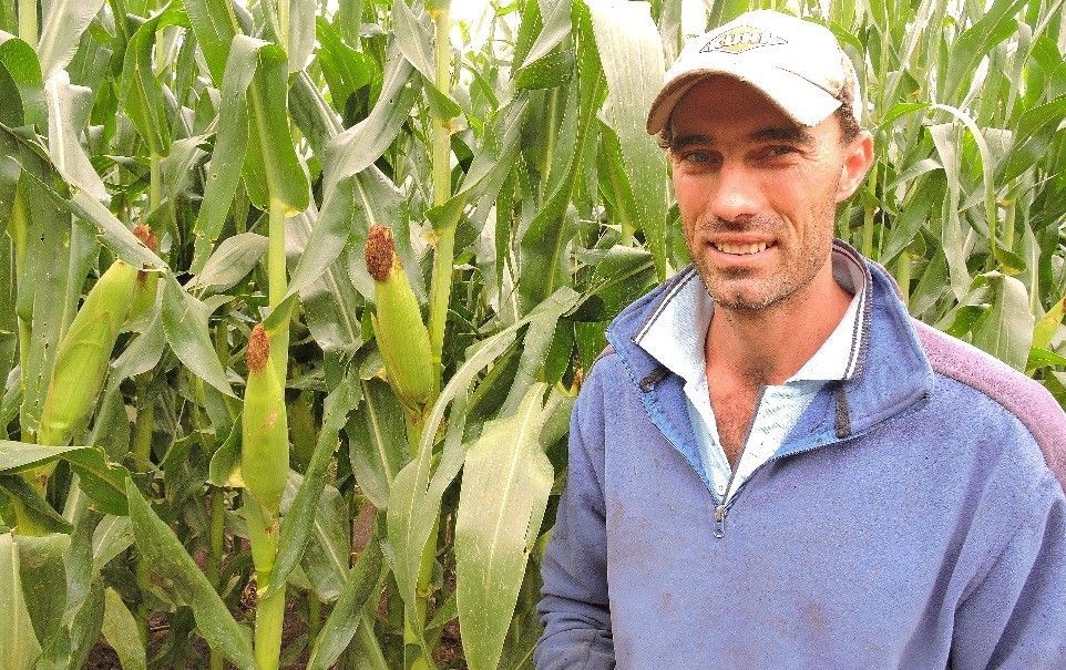 Farmer standing in a cornfield beside tall green corn plants, wearing a light cap and blue jacket