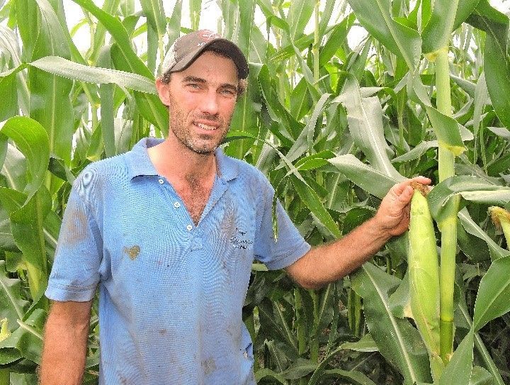 Man standing in a cornfield, holding an ear of corn and wearing a blue shirt and cap.