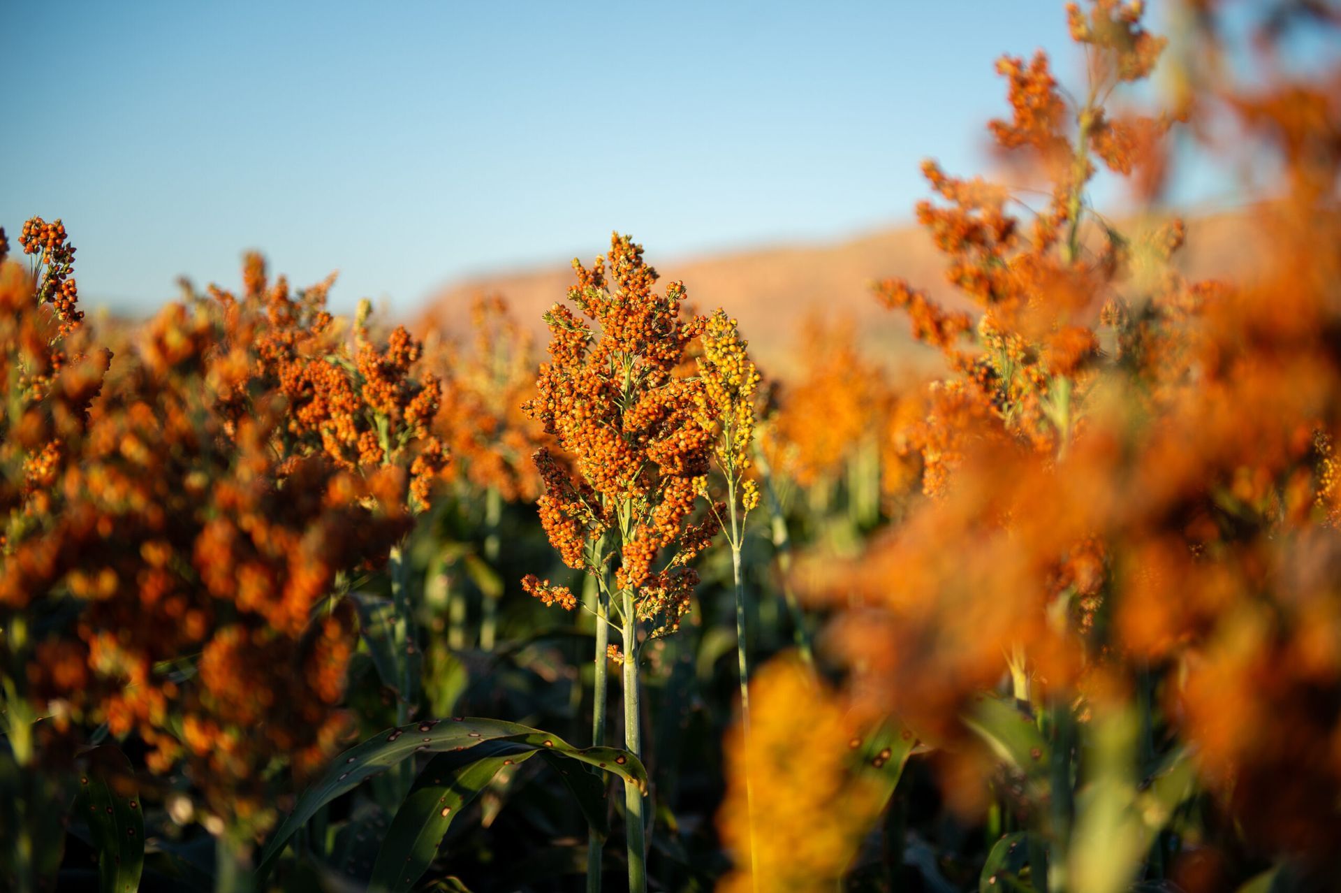 Orange wildflowers in a sunlit field with a blurred blue sky background