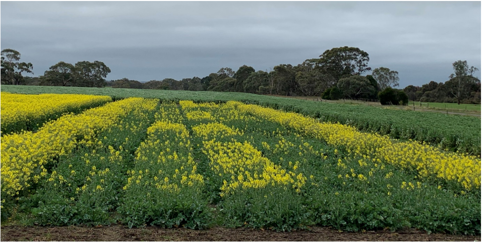 Yellow-flowered field rows under a cloudy sky, with green crops and distant trees