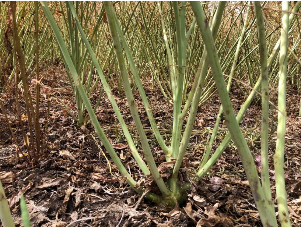 Green plant stems growing densely from a mulched garden bed