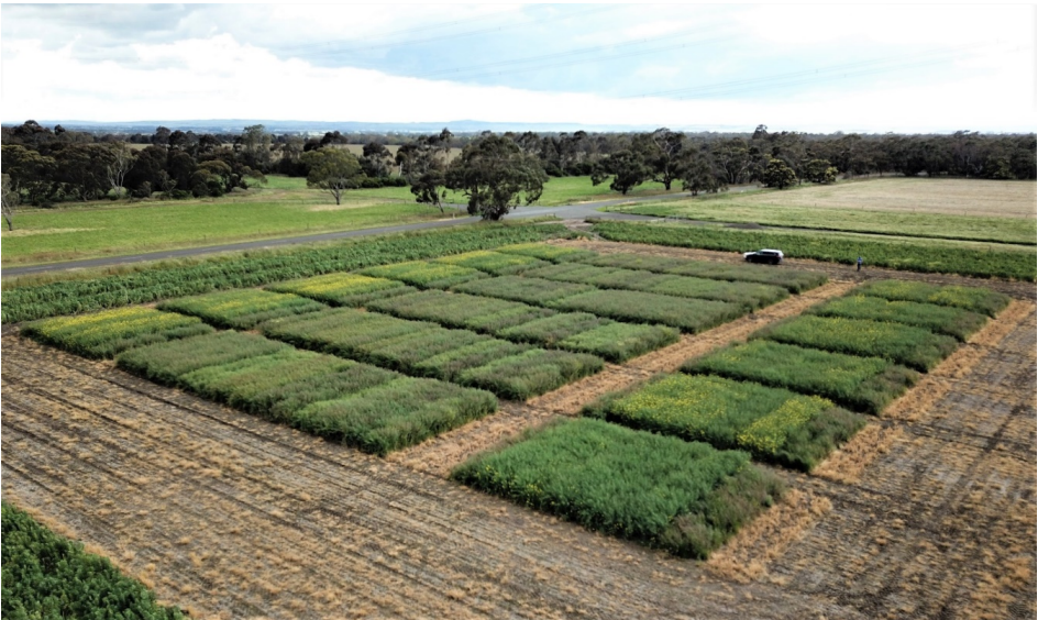 Aerial view of a green crop field divided into rectangular plots with dirt paths and trees beyond