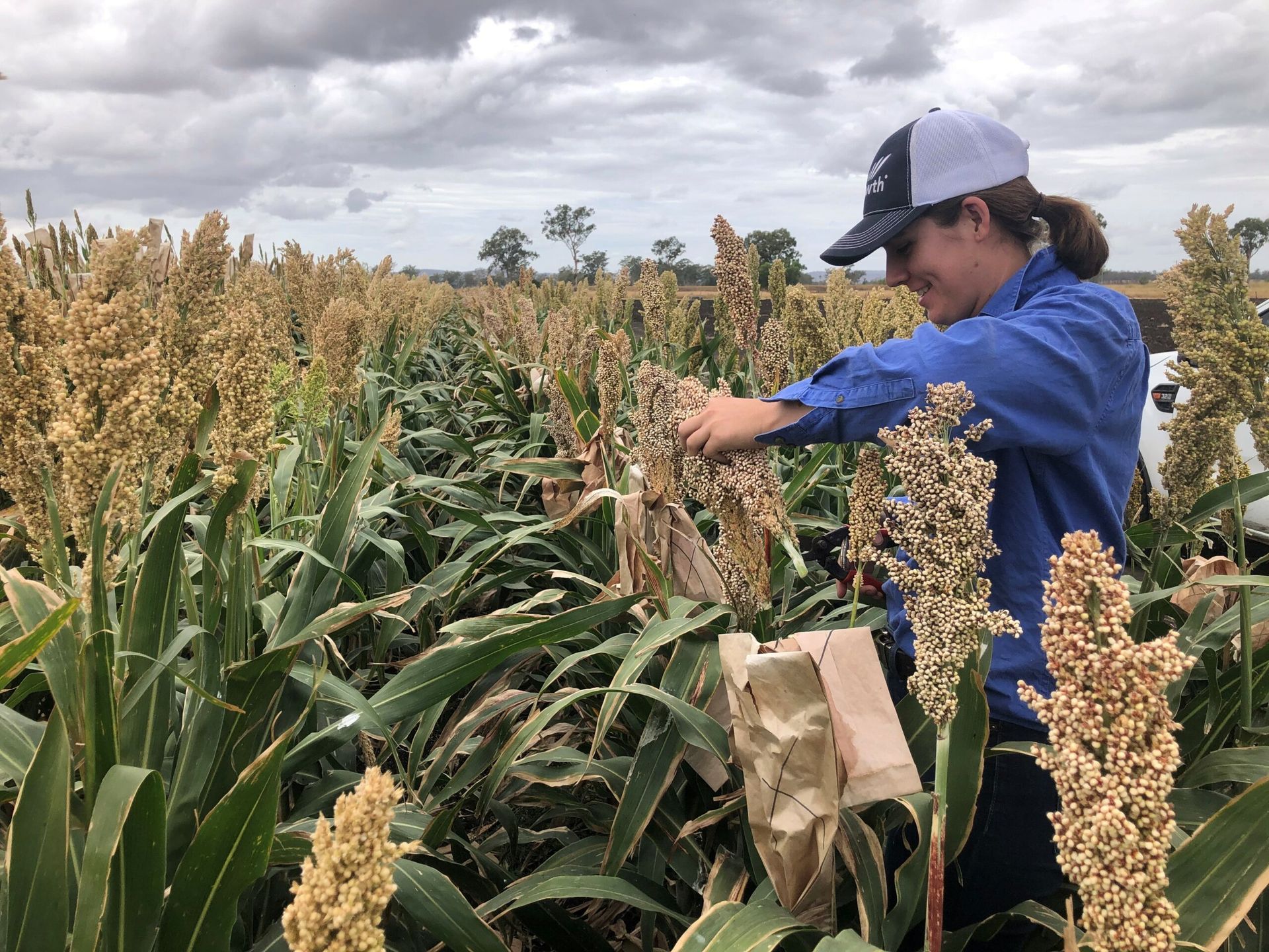 Person in blue shirt inspecting grain crop in a field under cloudy sky