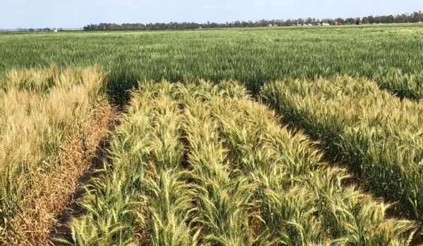 Crop field with rows of yellowing green wheat under a clear sky