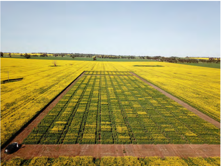 Aerial view of long green crop rows between bright yellow fields under a clear sky