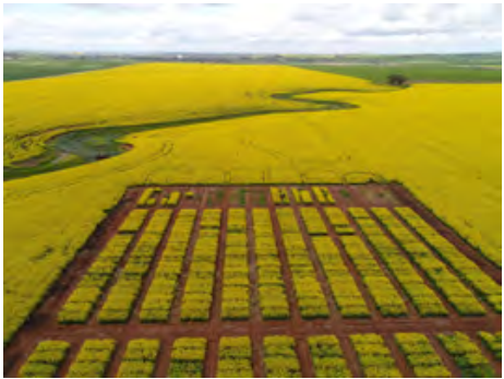 Aerial view of a yellow flowering field with a rectangular brown patterned plot in the foreground