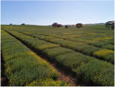 Rows of green and yellow crops in a field under a blue sky, with a few trees in the distance