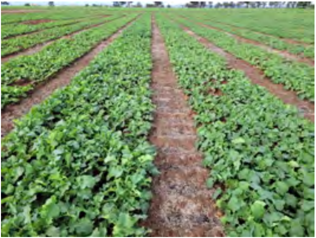 Rows of green crops growing in a field with dirt paths between them