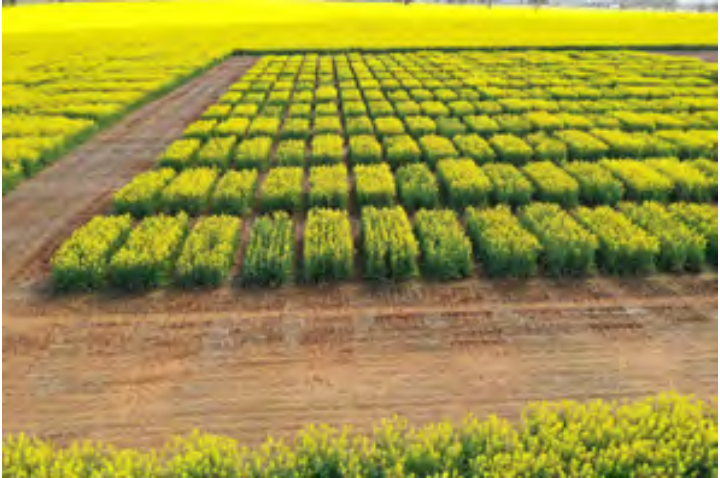 Rows of yellow flowering crops in a farm field, divided by dirt paths