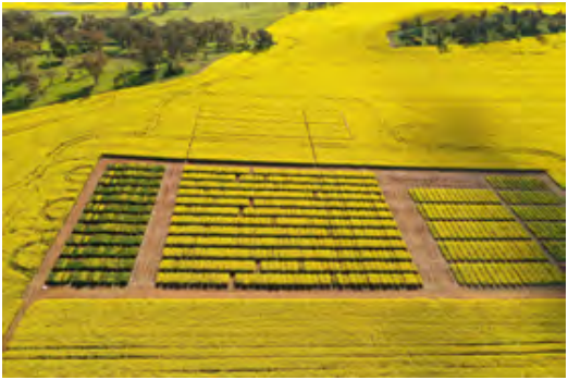 Aerial view of yellow flower fields arranged in rows with dirt paths between plots