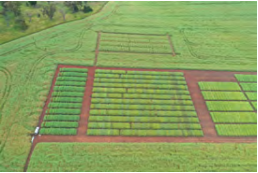 Aerial view of colorful rectangular crop plots in a green field with red dirt paths