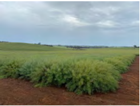 Green crop field with dense shrubs under a cloudy sky, bordered by reddish soil rows
