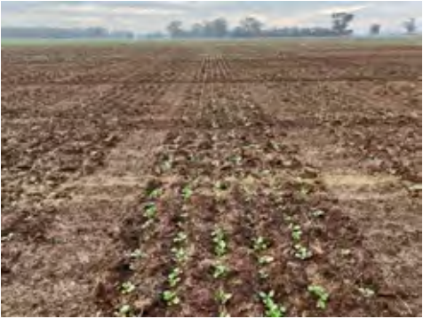 Young green crops in rows across a dry, brown field under a hazy sky