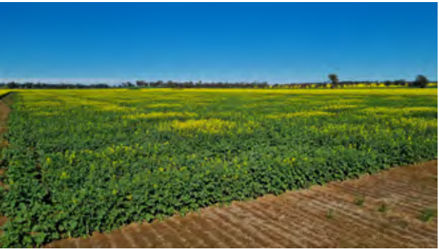 Yellow-flowering crop field under a clear blue sky, with a dirt path in the foreground