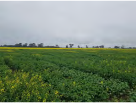 Wide green crop field under a cloudy gray sky with a distant tree line