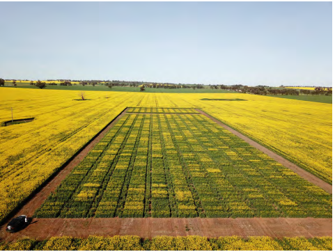 Aerial view of vast yellow flower fields with a central green crop strip and dirt roads under a clear sky
