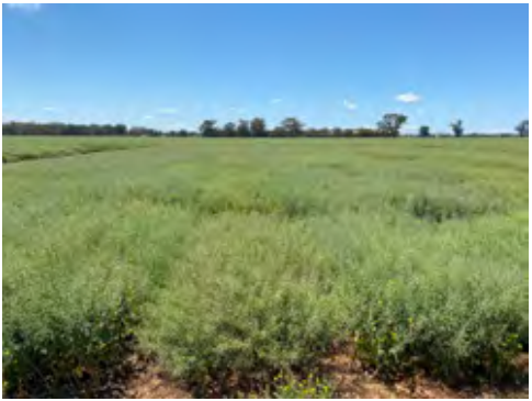 Wide green field under a clear blue sky with a distant tree line.