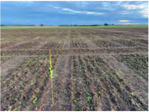 Freshly planted field under a cloudy blue sky with a yellow marker stake in the foreground