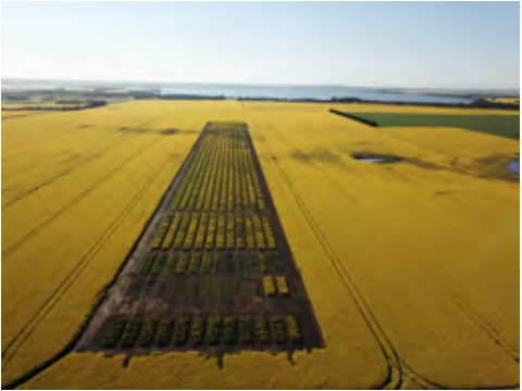 Aerial view of a long dark field strip cutting through bright yellow farmland under a hazy sky