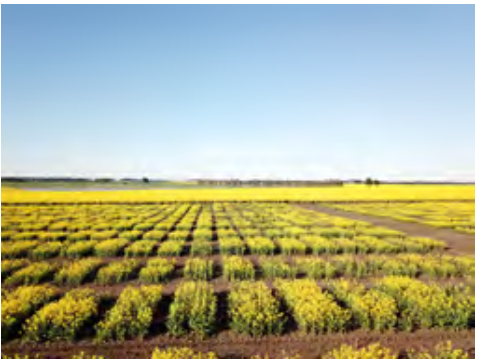 Rows of yellow flowering crops in a flat field under a clear blue sky