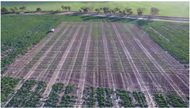 Aerial view of a green field with long, parallel rows of crops or soil strips.