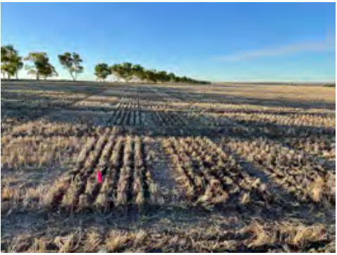 Frosted farm field with rows of crops and a line of trees under a clear blue sky