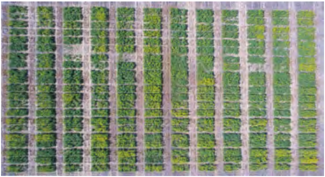 Aerial view of neat green crop rows separated by light dirt paths in a field