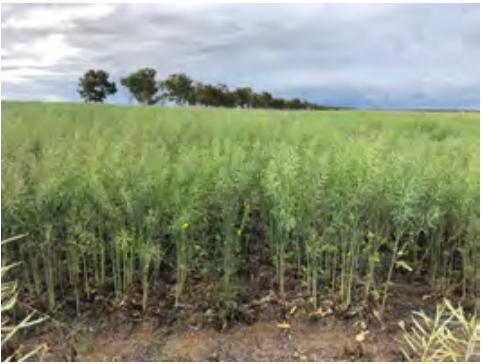 Green crop field under a cloudy sky with trees in the distance