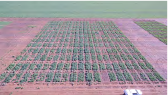 Aerial view of a large crop field with neat green rows and pinkish soil borders