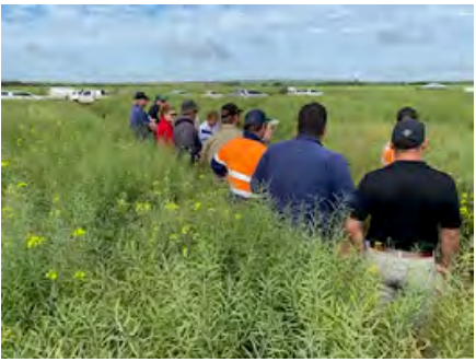 People walking in a line through tall green grass under a cloudy sky, one wearing an orange vest.