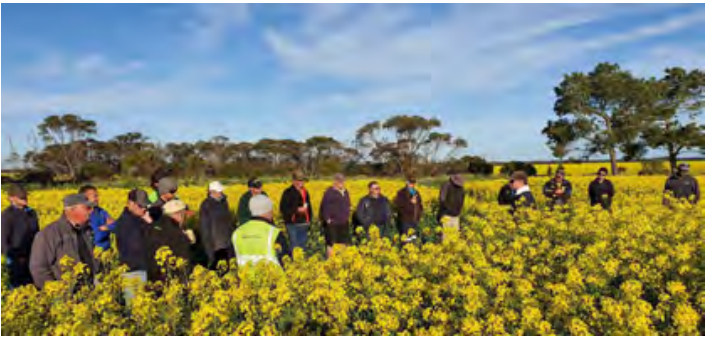 People standing in a yellow flower field under a blue sky, with trees in the background
