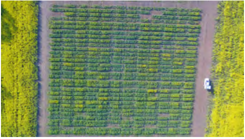 Aerial view of a green crop field with rows and a white vehicle on the right edge