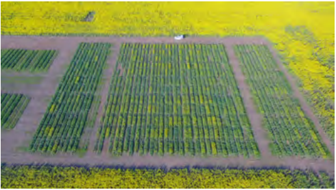 Aerial view of rectangular crop rows in a green field, bordered by bright yellow flowering areas.
