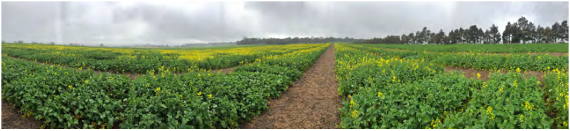 Wide green crop field with a dirt path leading to the horizon under a cloudy sky