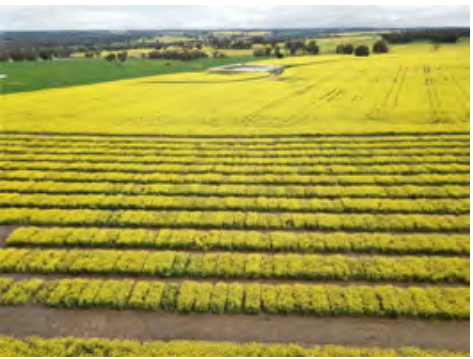 Aerial view of bright yellow crop rows stretching across a flat rural field under a cloudy sky