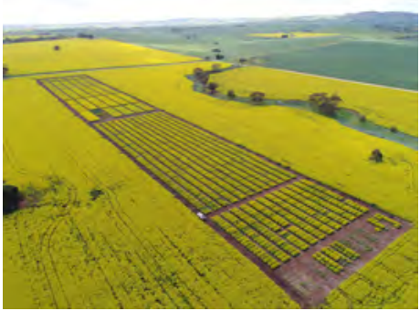 Aerial view of large yellow crop fields with long rectangular solar panel arrays