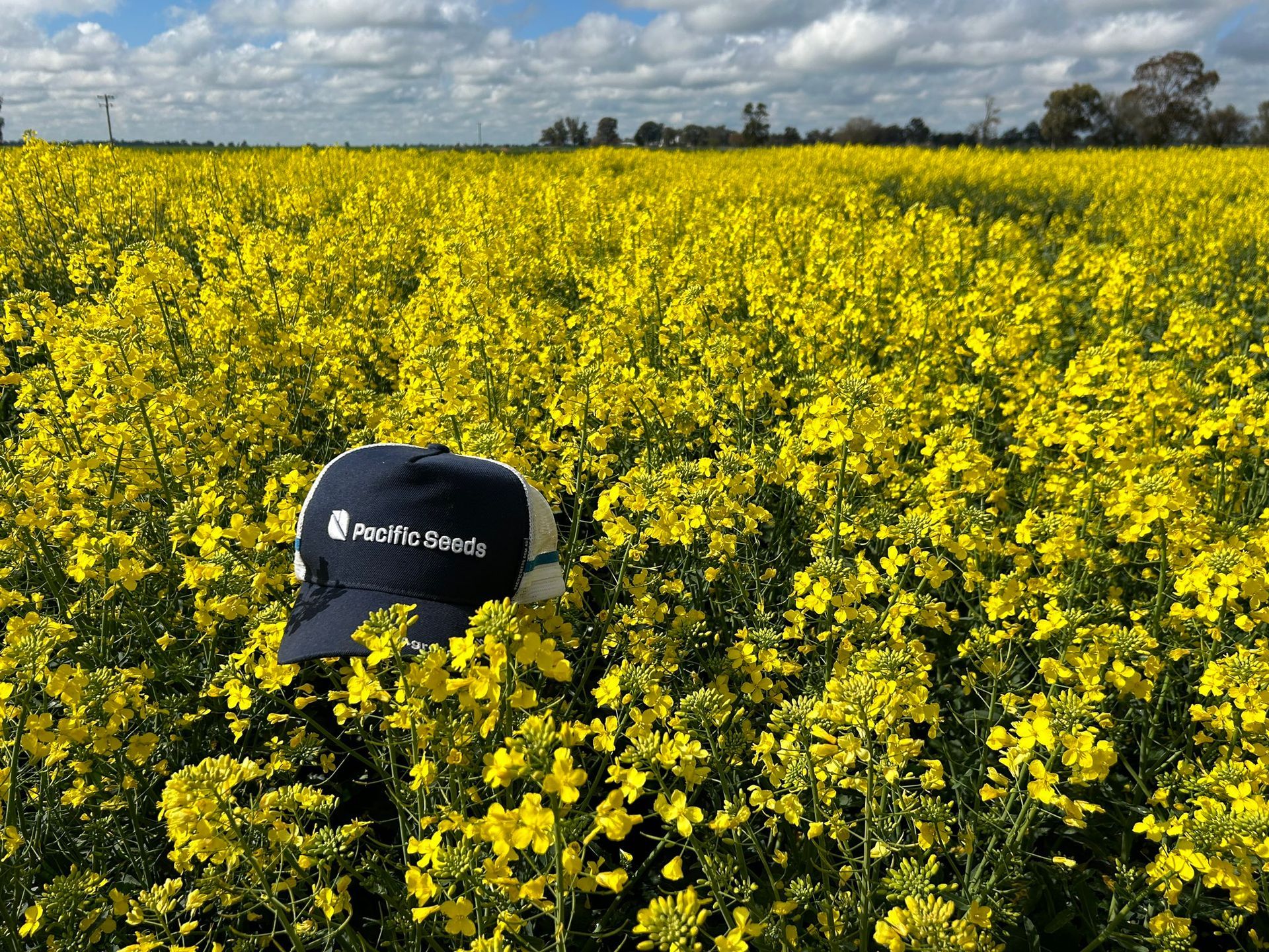 Black hat in a bright yellow flower field under a partly cloudy sky